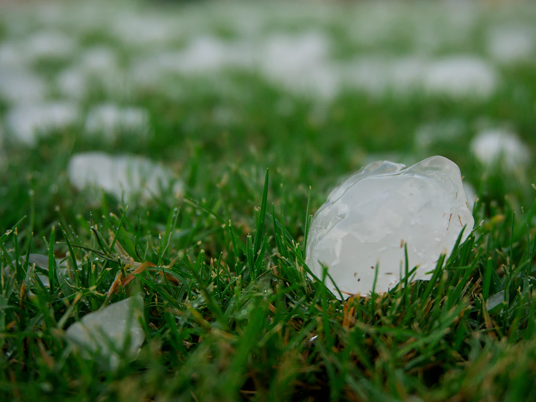 Hailstones scattered across a green lawn after a storm
